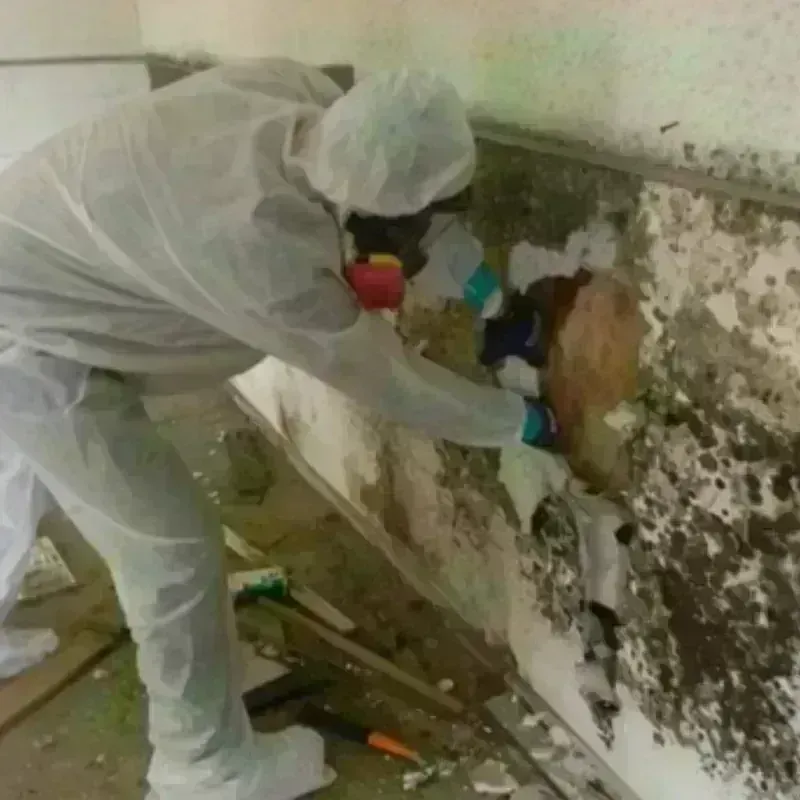 Mold Remediation and Removal in Calera, OK